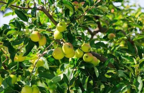 Country side Villa Mila - Photo 48