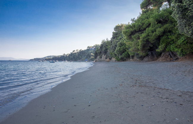 Golden King - Foto 56