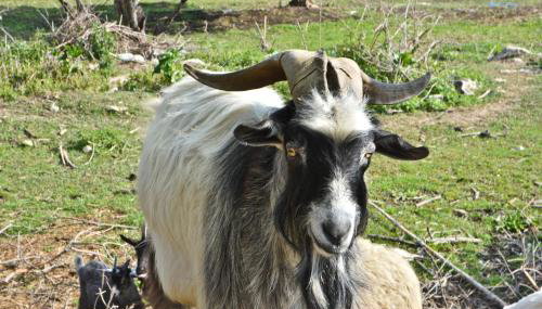 Apartment Agroturizam Radešić - Foto 5
