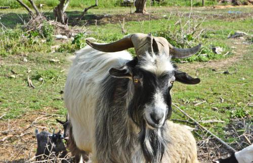 Apartment Agroturizam Radešić - Foto 5