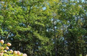 Woodstock Retreat- Heated Pool/Hot Tub/FirePit - Foto 20