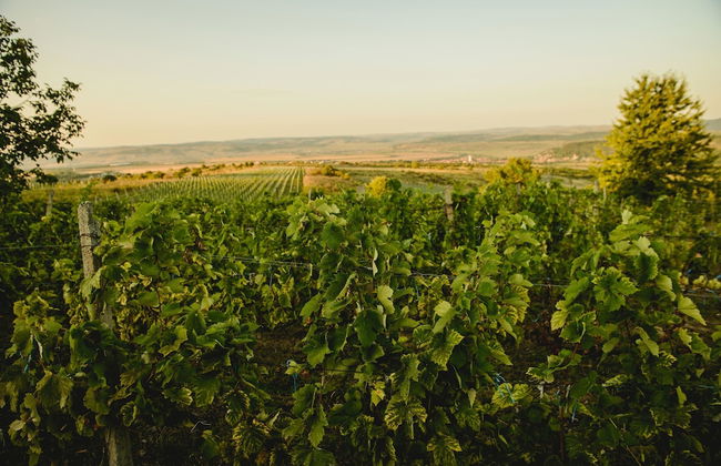 Vila Dintre Vii - Foto 8