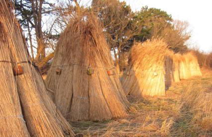 Sonnige FeWo in Klein Zicker _ nur - Foto 19