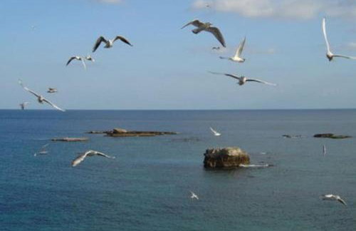 Riccio di Mare - Large and bright flat on the sea - Foto 21