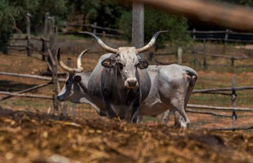 La Cerreta - Terme di Sassetta - Foto 9