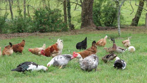 Casa de Requeixo - Foto 4