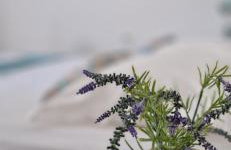 Apartmani Mirjana - Photo 26