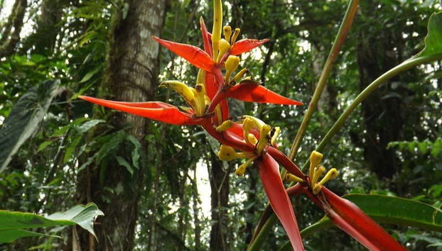 Senderismo por el Santuario Otún Quimbaya - Foto 2, Flora del Santuario de Flora y Fauna Otún Quimbaya