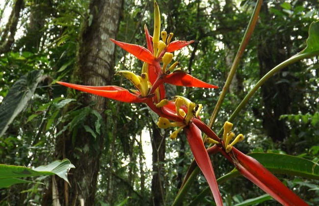 Otún Quimbaya Sanctuary Hiking Trip - Foto 7