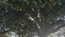 VillaCella - Gerês - Foto 4