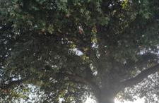 VillaCella - Gerês - Foto 4