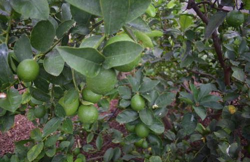 Chicho's Home - Foto 37