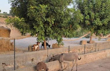 Tenuta degli Ulivi - Dimora Contadina - Foto 61