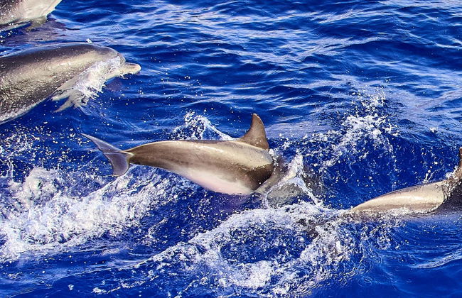 Whale & Dolphin Watching in Caniçal - Photo 8