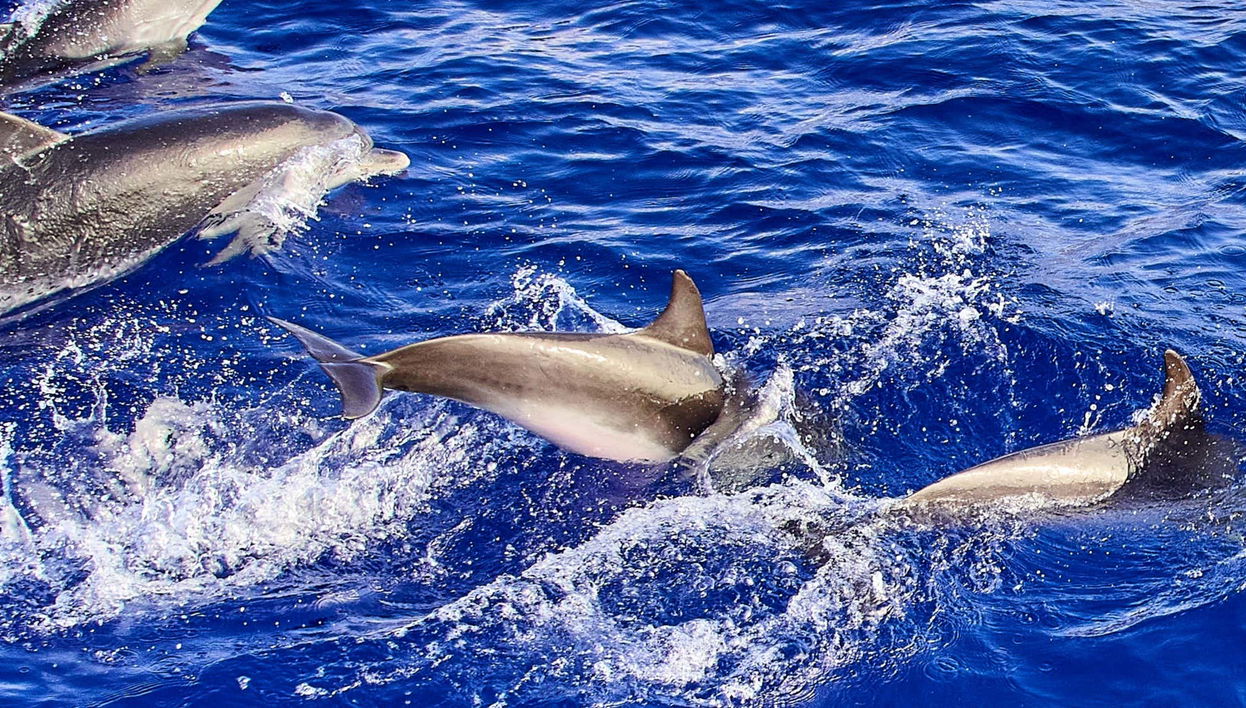 Observation de cétacés à Caniçal