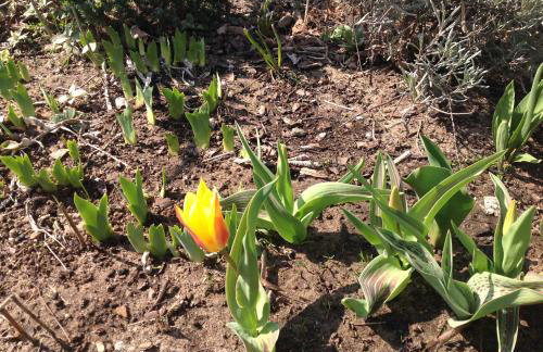 Dom na skraju Puszczy Białowieskiej - Foto 17