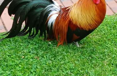 Alfseeglück - Foto 21