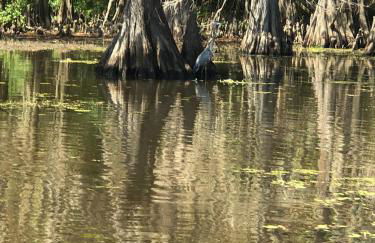 Cypress ChaletCaddo Lake Cabin with Kayaks - Foto 27