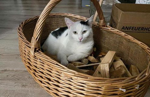 Ferienhaus 12 In Kirchheim - Foto 18