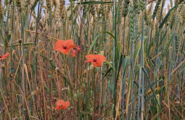 Holledauer Hopfakammerl - Foto 34