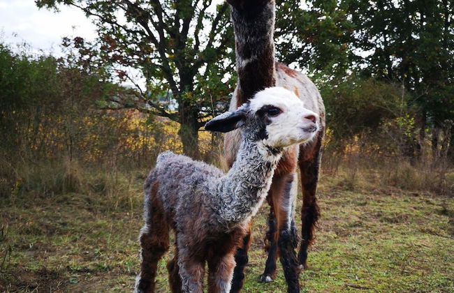 Azienda Agricola I Colli di Marliano - Photo 34