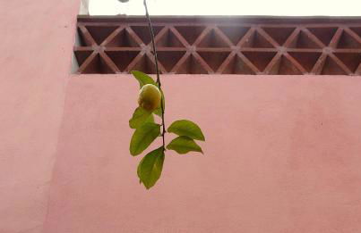 Casa do Limoeiro - sleeps up to 4 comfortably - Foto 37