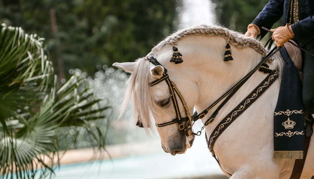 A horse and its rider