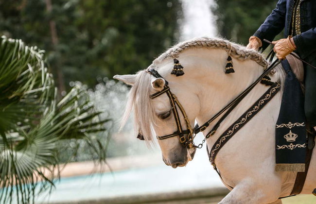 Spectacle équestre à Xérès de la Frontera - Photo 3