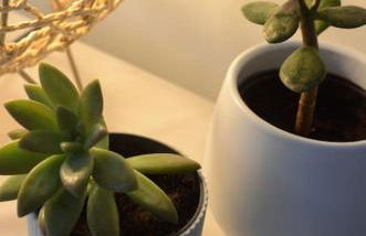 Cantinho do Pópulo - Photo 28