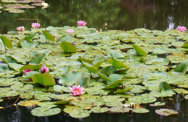 Excursión a la Casa de Monet en Giverny - Foto 1