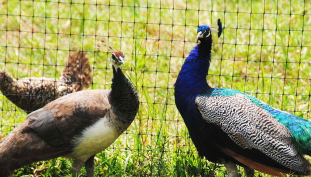 Excursión a Eco Park Punta Cana - Foto 5, Pavos reales de Punta Cana
