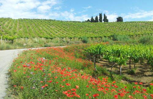 Il Leone Rosso over the hills of the Trabocchi - Foto 70