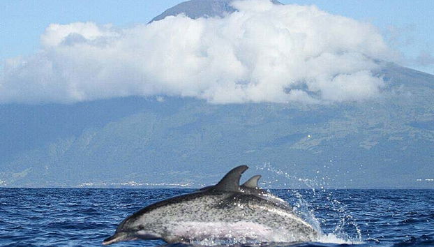 Veremos muy de cerca a los delfines