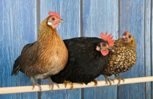 Les Cabanes d'Hestia - Foto 44