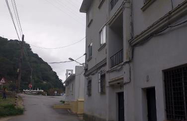 Ave Ibis eremita Vejer - Foto 3