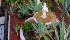 MAREZIA - Photo 5, Garden view