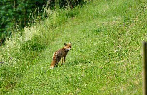 Haus Wiesenruhe - Foto 9