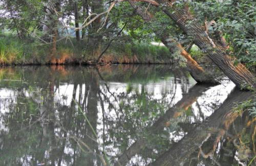 Waldblick Forest Retreat - Foto 59