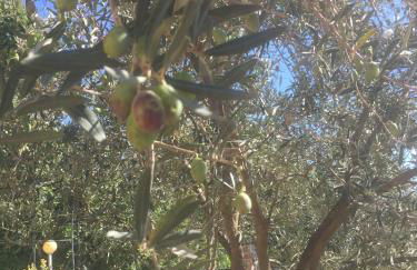 Villa Fernanda - Photo 47