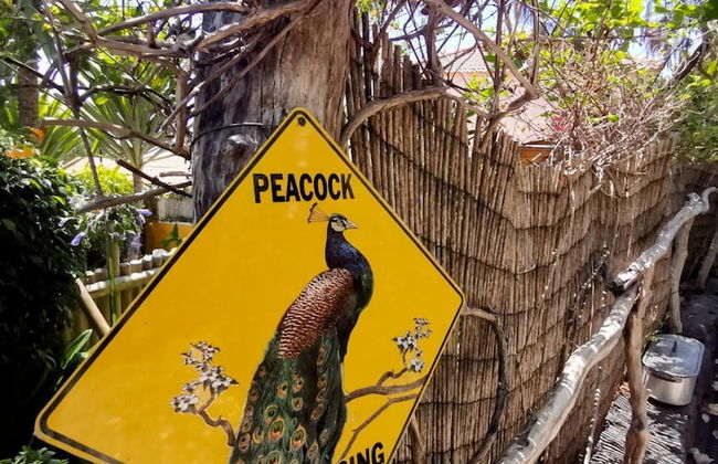 Casas Maravilha - Ba by Homie - Foto 11