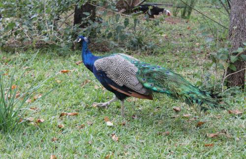 Casa Rural La Coscoja - Foto 43