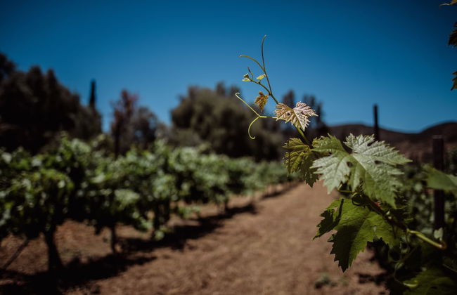 Rancho Toros Pintos - Foto 37