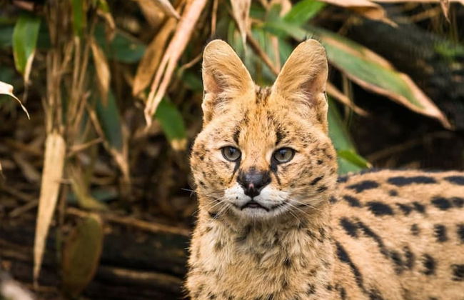 The Tudor Gathering Chester - City Centre - Foto 54