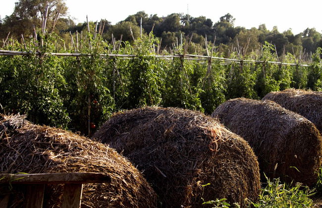 Can Barnosell - Els Masos d'en Coll - Foto 60