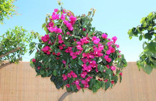 ViVa Tropical - Foto 31