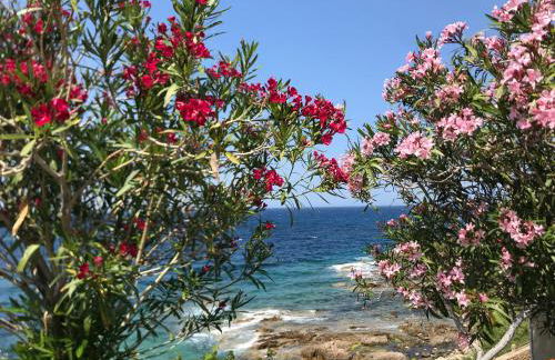 Nidu Accogliente in Balagna - Foto 49