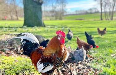 Kutscherremise Gut Niendorf - ABC592 - nur Feriengäste! - Foto 31