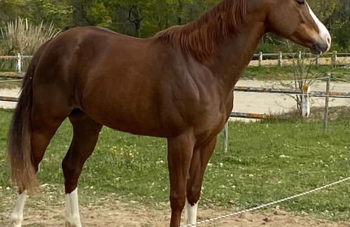 Logement entier de charme, gite équestre GERS Flamarens - Photo 29