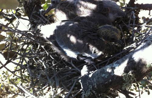 Cortijo Charcollana - Foto 44