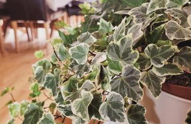 Spacious 5 Bedroom 11 Guest Family House in Horsham - Photo 32